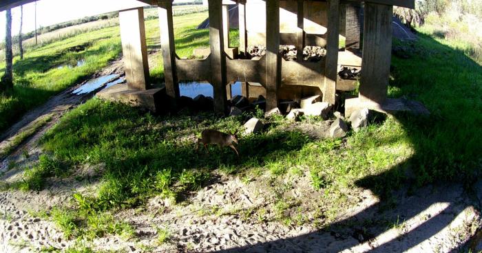 Animales en rutas nacionales