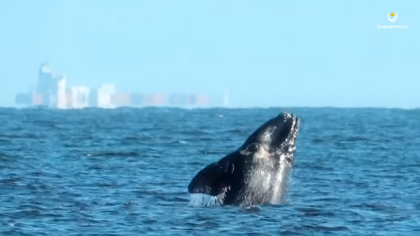 Ballenas