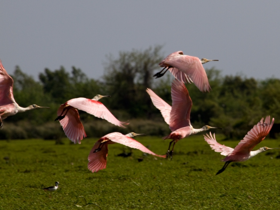 Varias garzas rosadas volando 