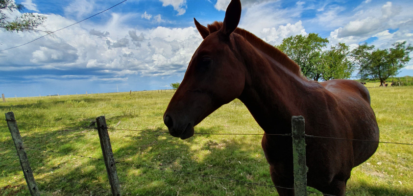 Caballo en estancia "La Julia"