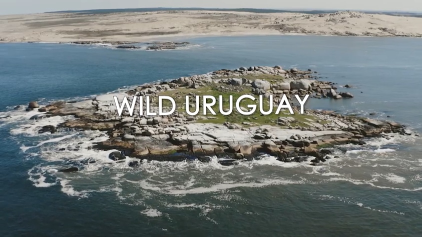 Documental Wild Uruguay, dirigido por Marcelo Casacuberta y apoyado por el Ministerio de Turismo