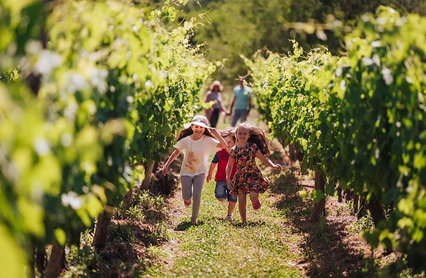 Niños corriendo entre os viñedos