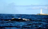 Ballena franca Ballena franca