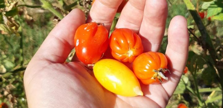 1º Cata Nacional del Tomate en Paysandú