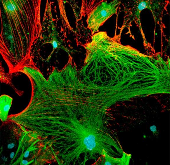 Imagen de ciencia Imagen de ciencia