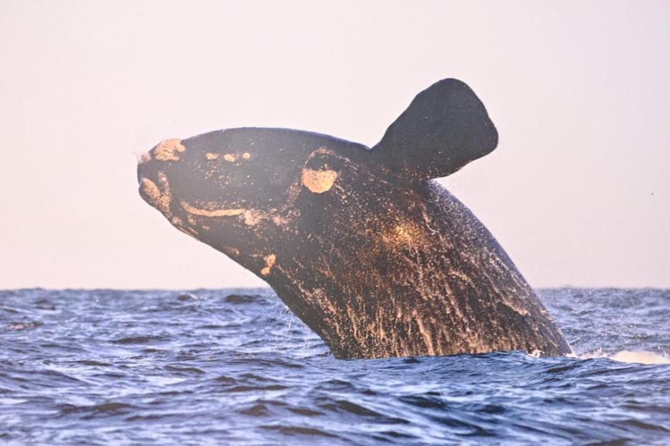 Ballenas en costas atlánticas