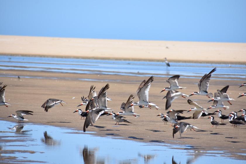 Podés disfrutar de las maravillas a través del canal en youtube de UruguayNatural.tv