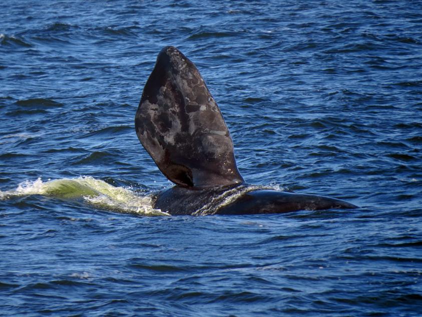 Ballena franca austral Ballena franca austral