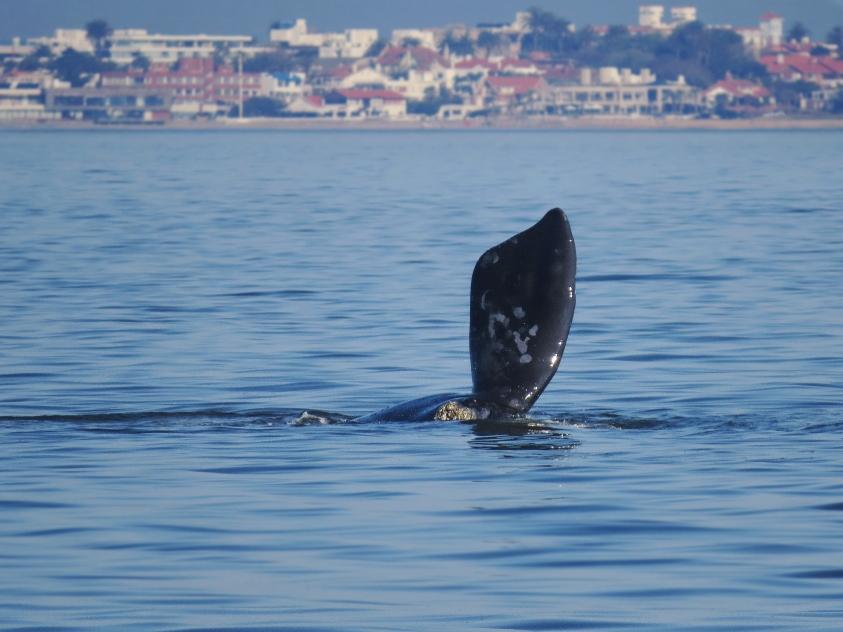 Avistaje de aleta dorsal en la costa de Punta del Este