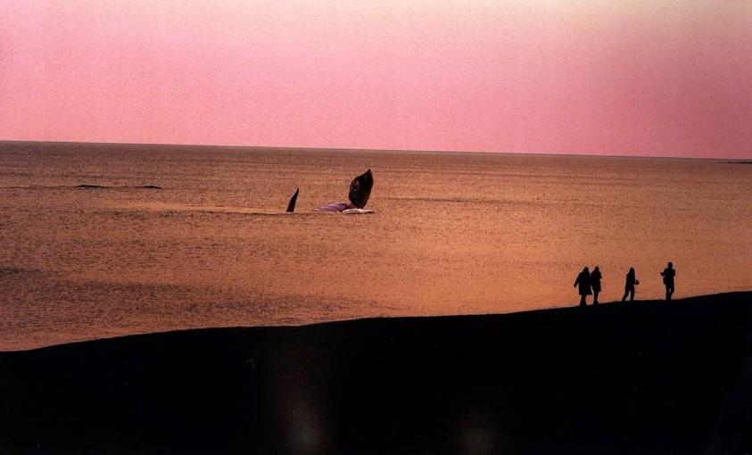 Atardecer con avistaje de ballena y personas caminando sobre la costa.