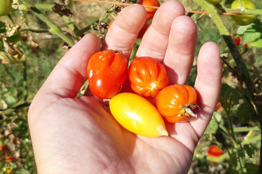 1º Cata Nacional del Tomate en Paysandú 1º Cata Nacional del Tomate en Paysandú