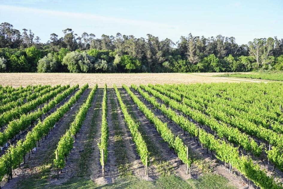 Viñedos Bodega H. Stagnari Viñedos Bodega H. Stagnari