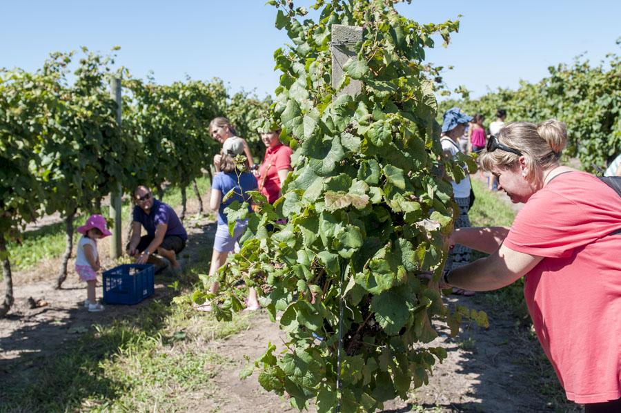 Personas recolectando uvas en un viñedo de Uruguay.