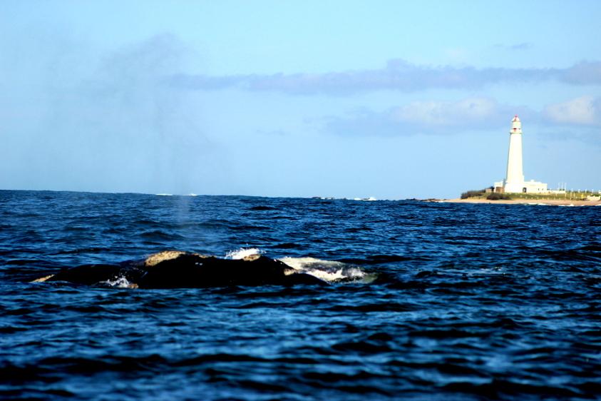 Ballena franca Ballena franca