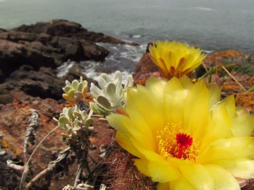 Tuna con flor amarillo sobre las piedras de Casa Pueblo con el mar de fondo