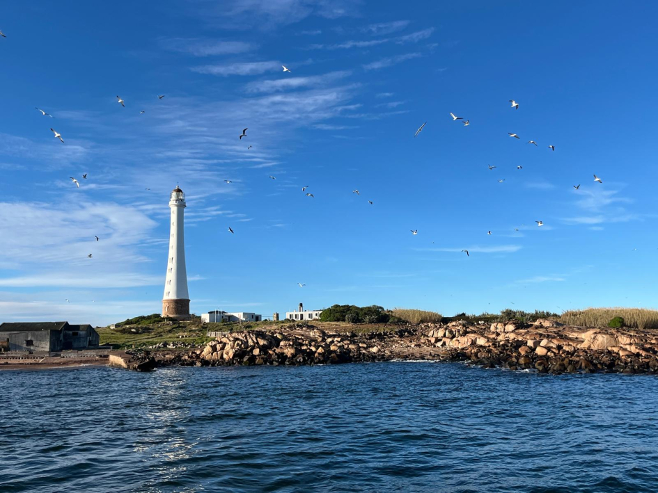 Avistamiento de aves Isla de Lobos