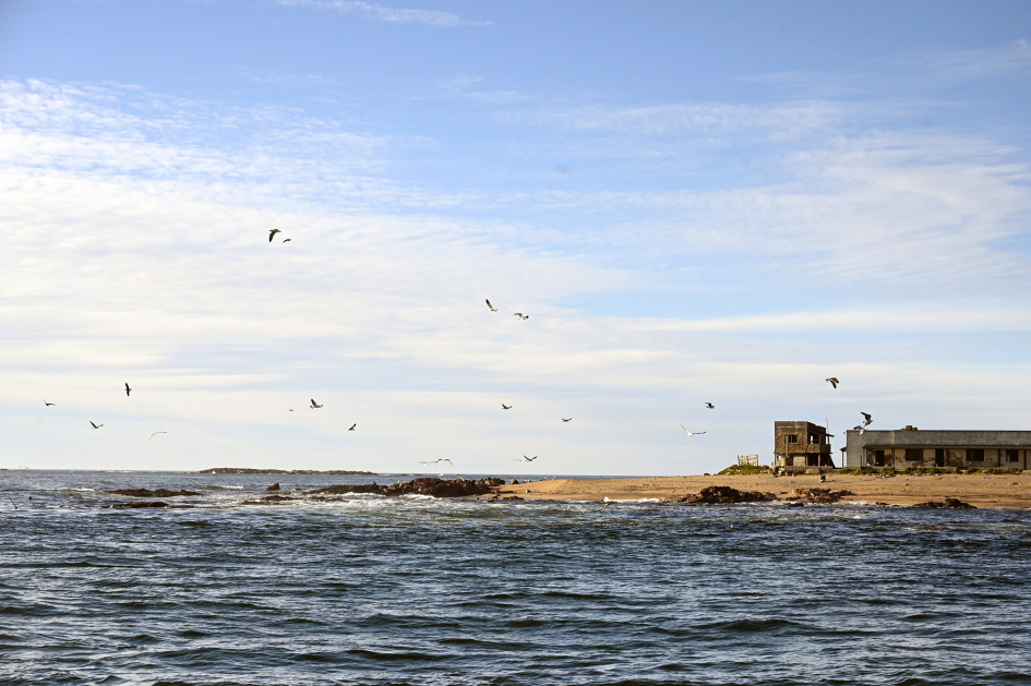 Avistamiento de aves Isla de Lobos