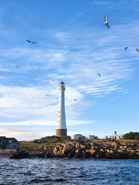 Avistamiento de aves Isla de Lobos