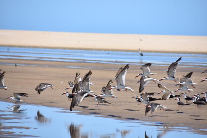 Podés disfrutar de las maravillas a través del canal en youtube de UruguayNatural.tv