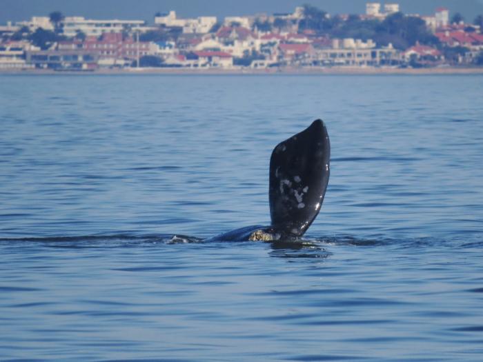 Avistaje de aleta dorsal en la costa de Punta del Este