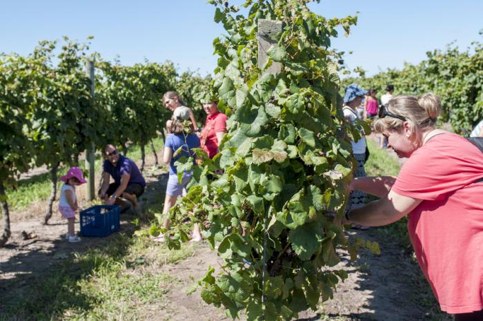 Vendimia Personas recolectando uvas en un viñedo de Uruguay.