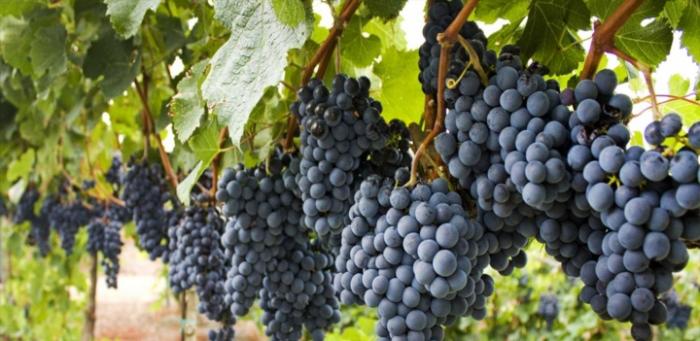 Viñedo Viñedo cargado de uvas