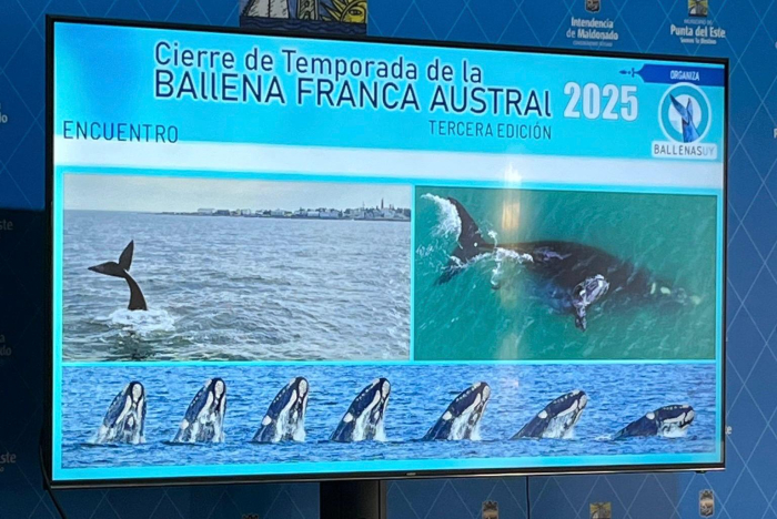 Cierres temporada de ballenas 