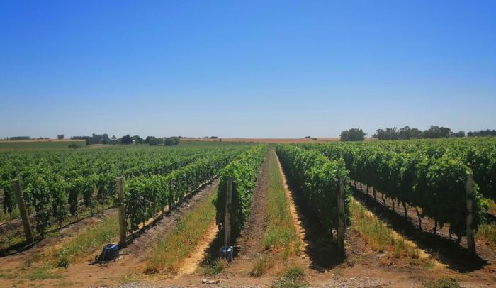 Día del Patrimonio reconoce la tradición vitivinícola. Foto: Vinos del Uruguay