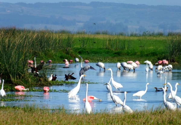 Aves descansan sobre las aguas de la Laguna de Castillos