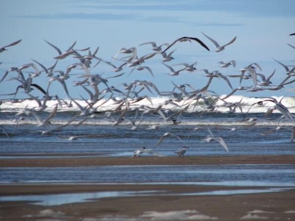 Aves que vuelan sobre la costa de la laguna
