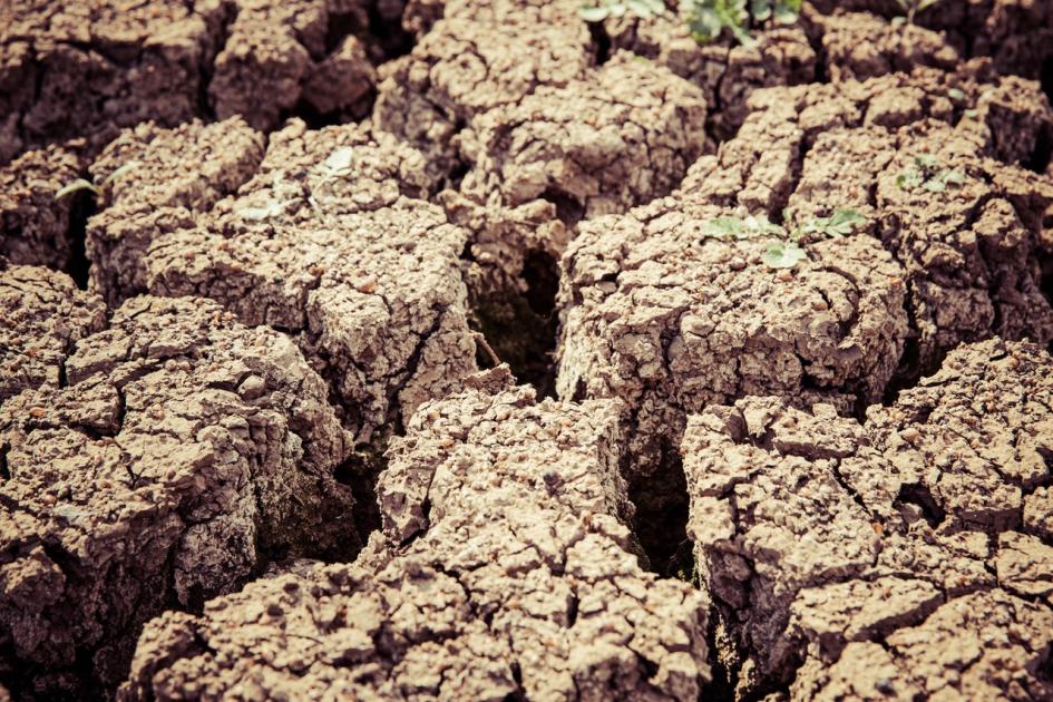 Día Mundial de la Lucha contra la Desertificación y Sequía (Foto de Markus Spiske en Pexels) Tierra seca con un solo brotecito
