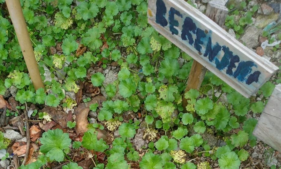 Huerta en el barrio Talca de Las Piedras Huerta en el barrio Talca de Las Piedras