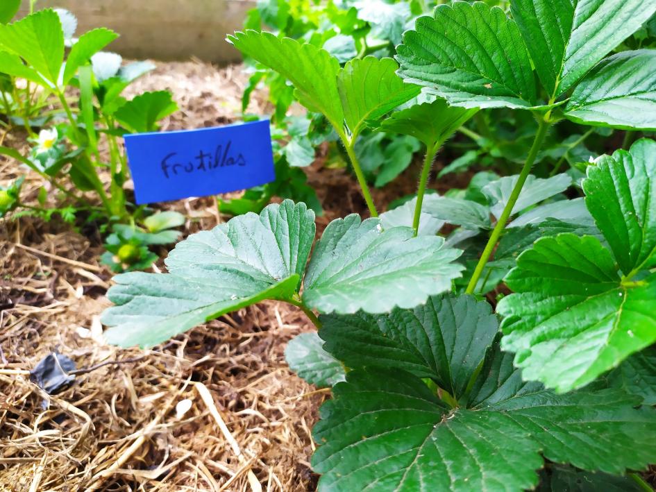 Huerta comunitaria Huerta comunitaria