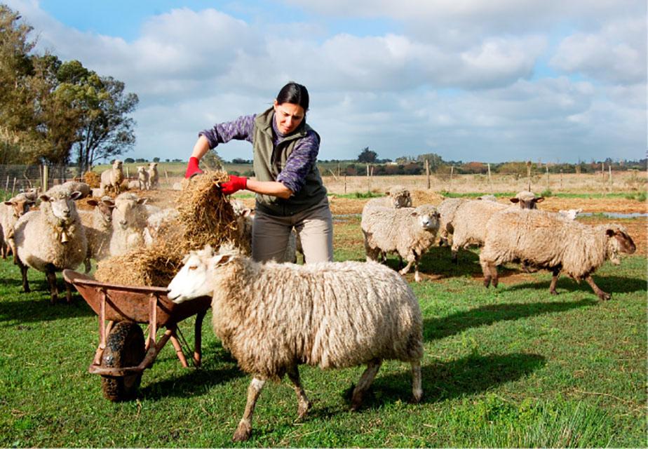Productora de zona rural de Canelones Mujer alimentando ovejas en zona rural de Canelones