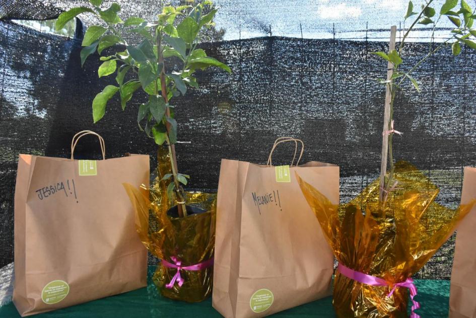 Plan juntos Bolsas y plantas de obsequios