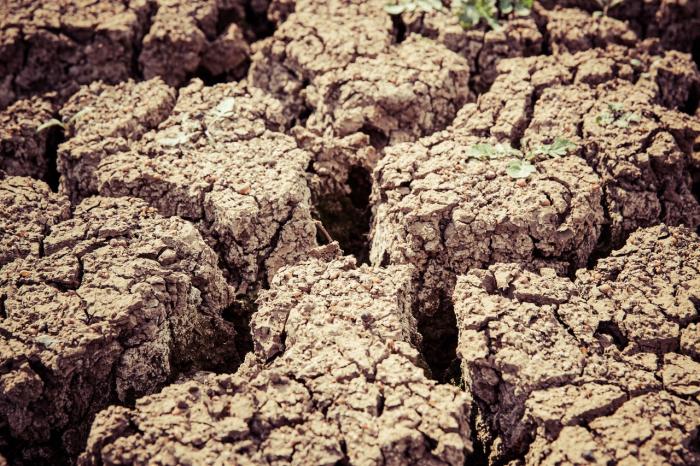 Día Mundial de la Lucha contra la Desertificación y Sequía (Foto de Markus Spiske en Pexels) Tierra seca con un solo brotecito