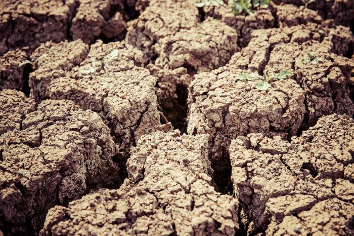 Tierra seca con un solo brotecito 