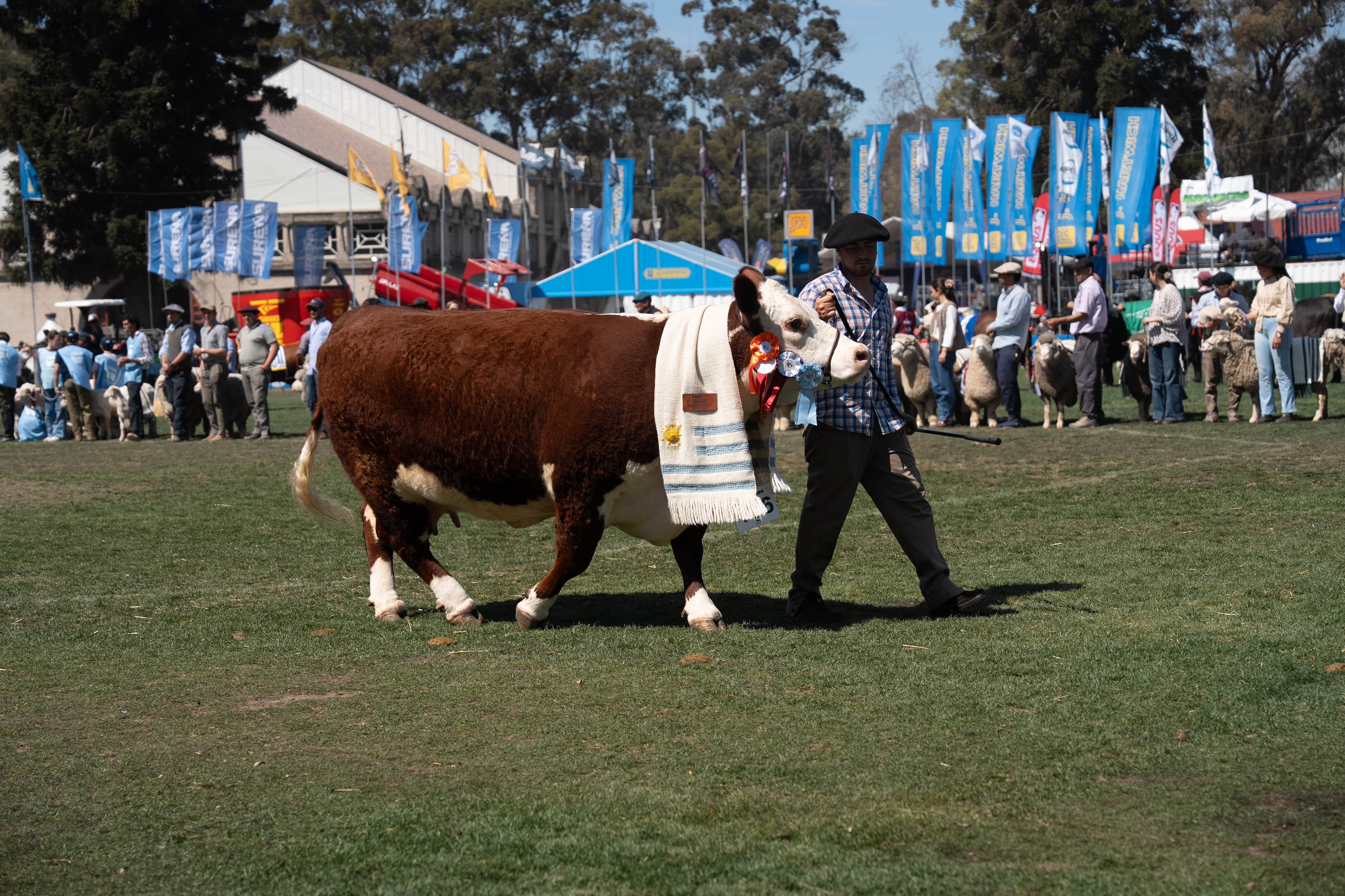Peón desfila en el ruedo principal de la Rural del Prado junto a una vaca premiada en la Expo Prado 2026