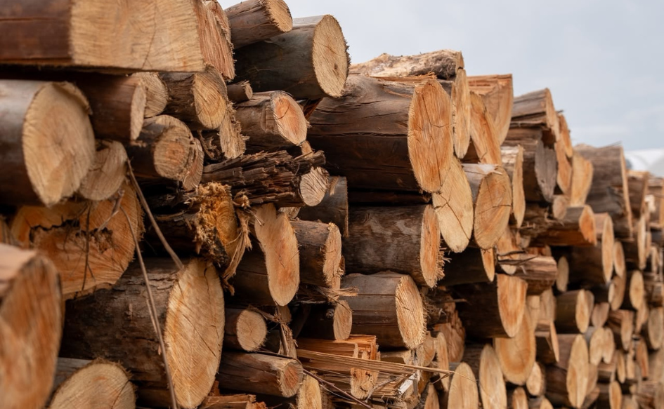 Troncos apilados en el predio donde se desarrolla la Uruforest 2026