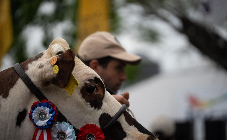 Vaca premiada en la Expo San José desfila junto a peón