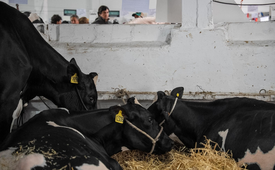 Tres vacas echadas en la Expo San José 2026