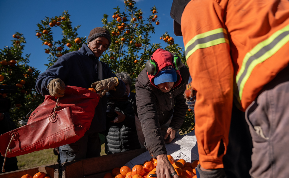 Dos trabajadores colocan mandarinas en un cajón. Atrás de ellos, otro trabajador coloca mandarinas en una bolsa. Detrás, árboles de mandarinas