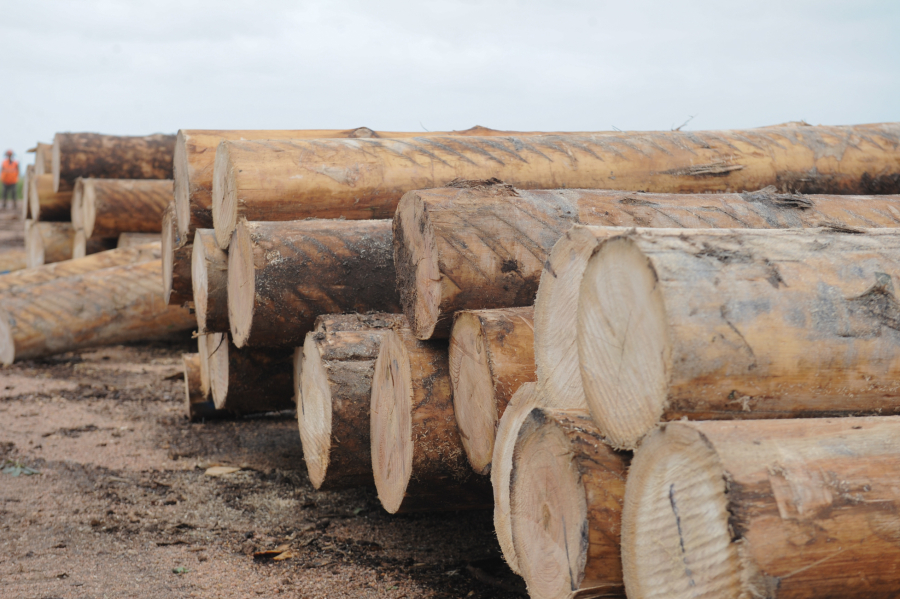 Troncos de madera