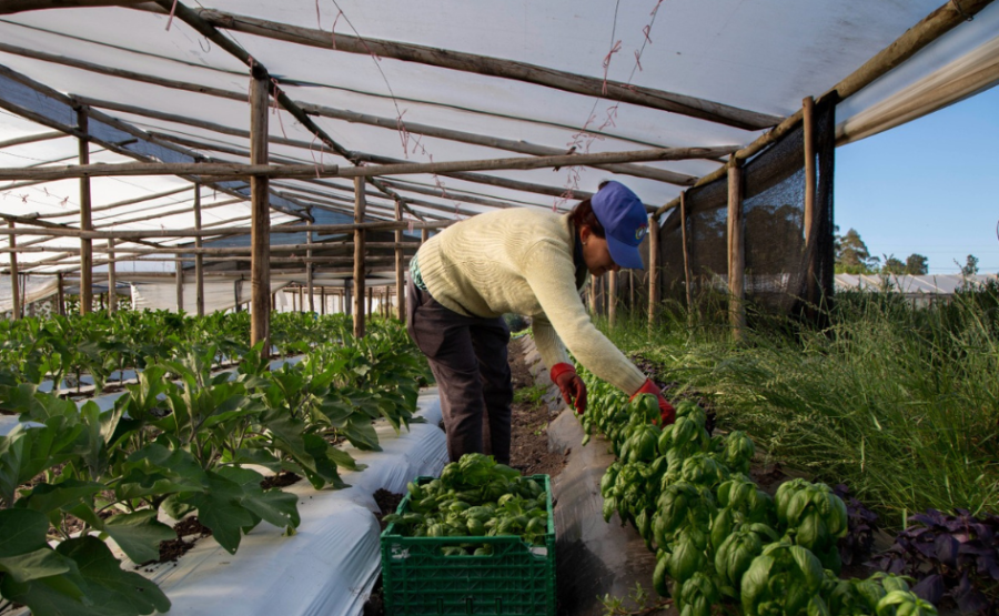 Productora granjera cosecha hortalizas en un invernáculo