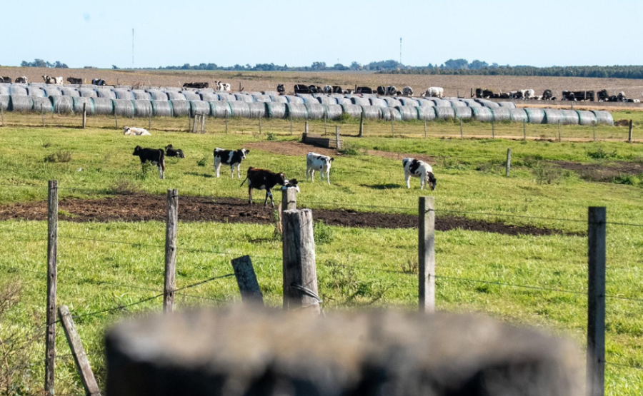 Una decena de vacas pastan en un campo de la Sociedad de Productores de Leche de Florida