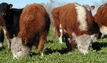 Ganado en engorde Ganado en engorde