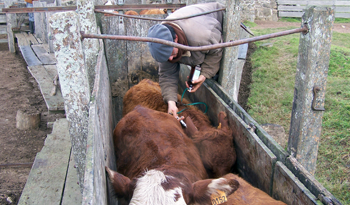 Vacunación de ganado contra la aftosa comienza en mayo Vacunación de ganado contra la aftosa comienza en mayo