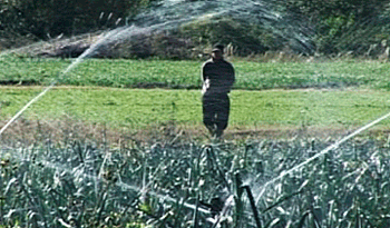 Campo para cría de ganado Campo para cría de ganado