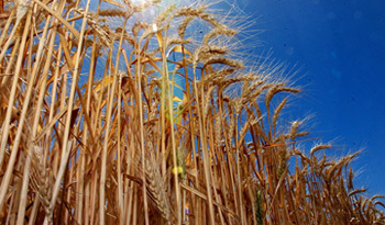 Aumenta el rendimientos de los cultivos de verano en Uruguay Aumenta el rendimientos de los cultivos de verano en Uruguay
