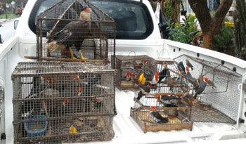 Dispositivo de control de caza y comercio de animales y pájaros nativos Dispositivo de control de caza y comercio de animales y pájaros nativos